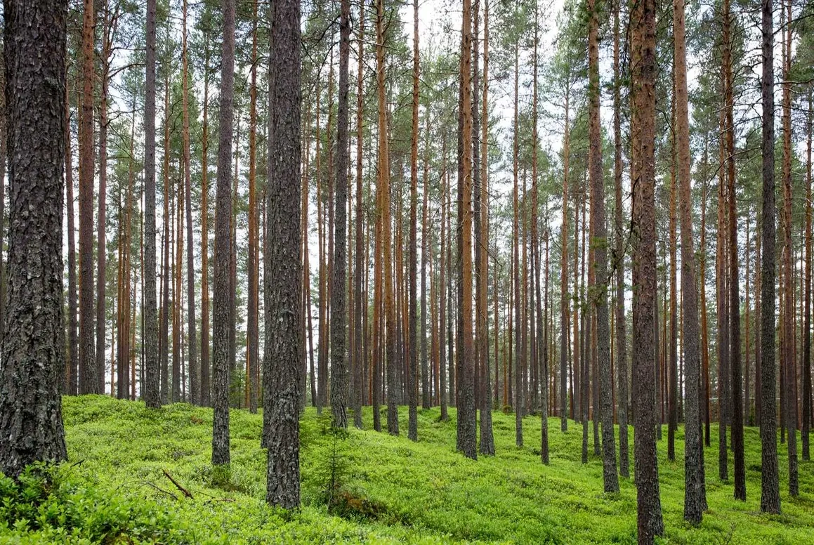 Орендуйте снігокат бізнес-класу всього від 4135 грн на будь-який термін
