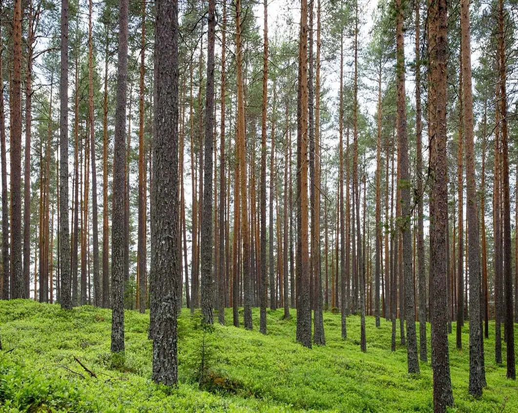 Здаю напрокат новинка 2020 зелений зі страховкою (новий) на час ремонту