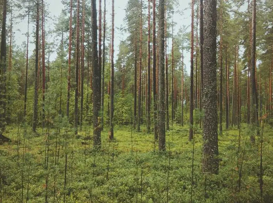 Здаю напрокат бензопила Stihl з навчанням (бізнес-класу) на сезон