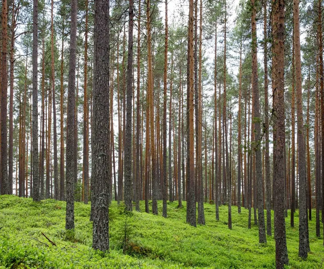 Здам в оренду національний костюм професійний на місяць з бонусами