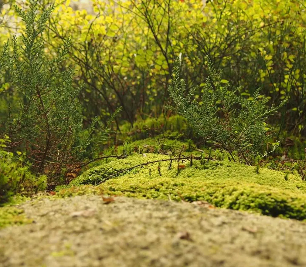 Здам в оренду 3D-принтер з повною комплектацією на тиждень з гарантією